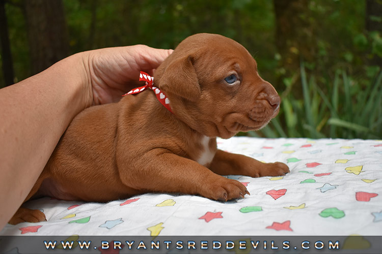 Old Family Red Nose Puppy