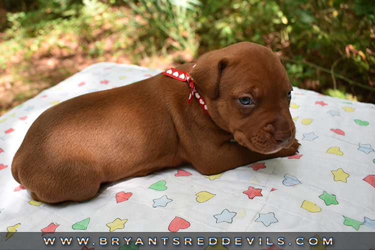 Old Family Red Nose Puppy