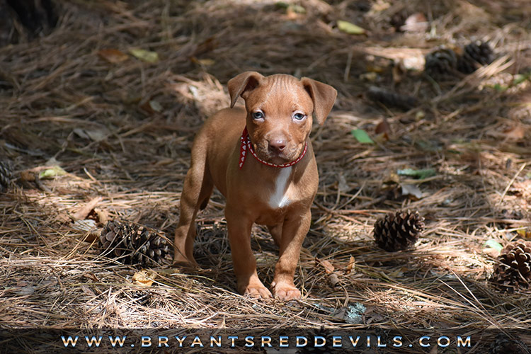 Old Family Red Nose Puppy