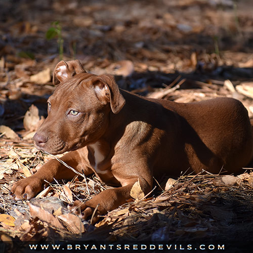 Old Family Red Nose Puppy