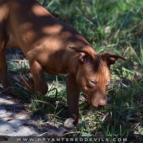 Old Family Red Nose Puppy