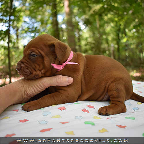 Red Nose Pit Bull Puppies For Sale