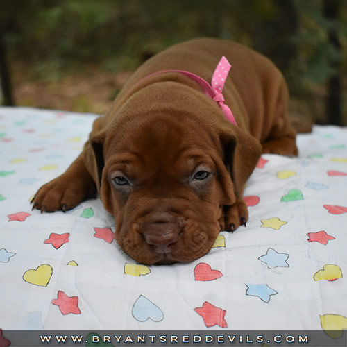 Red Nose Pit Bull Puppies For Sale